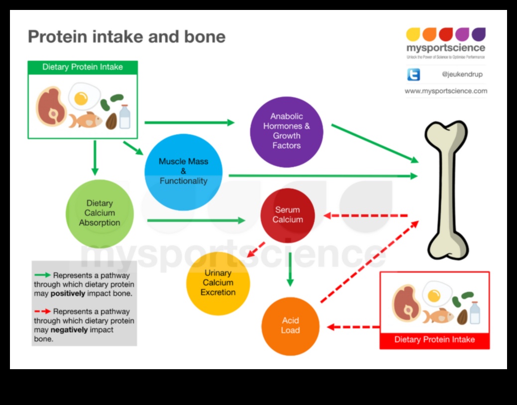 Yüksek Proteinli Diyetler ve Kemik Sağlığı: Yaşam Boyu Bir Bakış Açısı