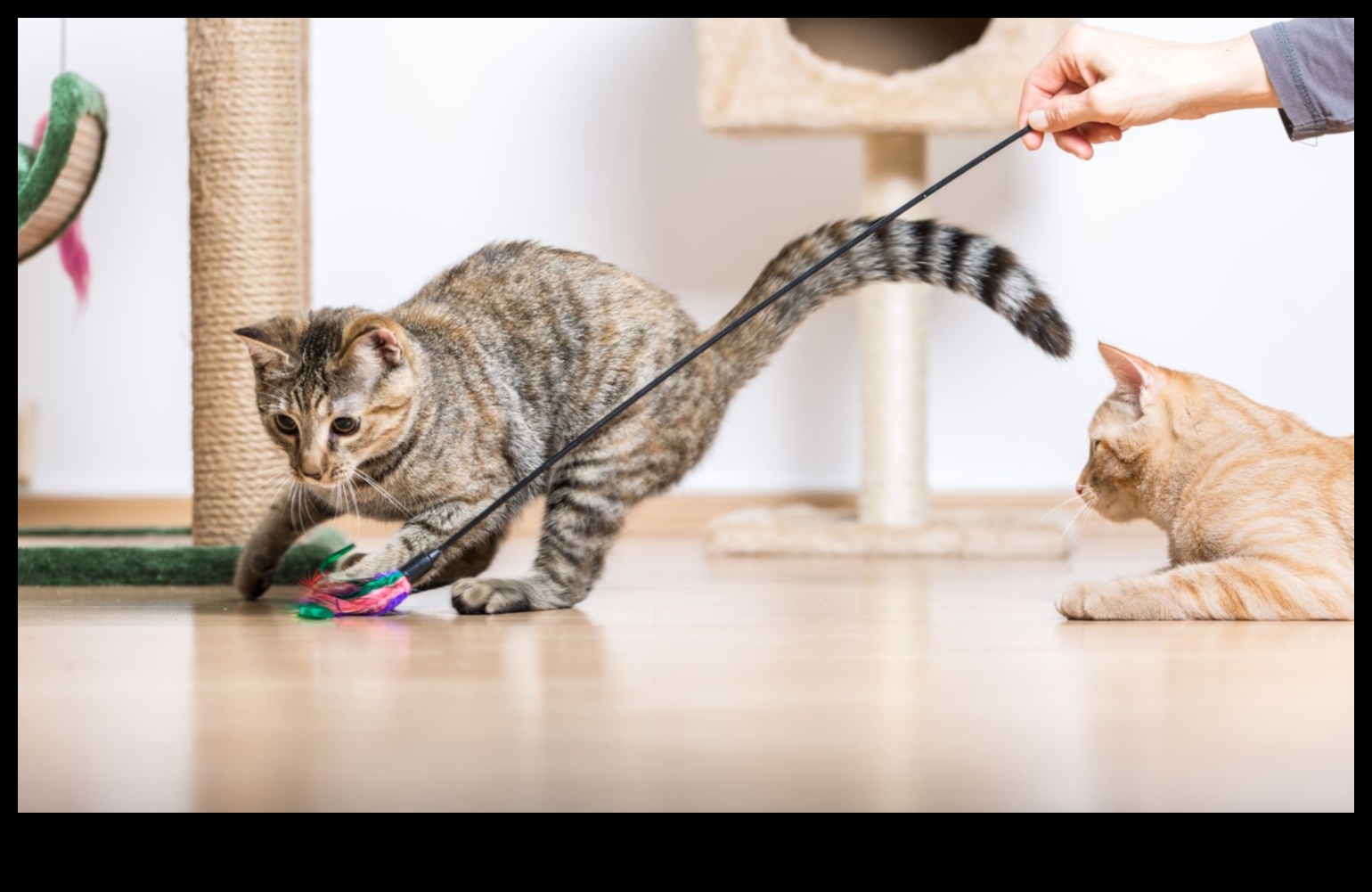 Kedi Nanesi El Sanatları Devam Ediyor: Kedilerin Eğlenmesi İçin Yaratıcı Kendin Yap Projeleri