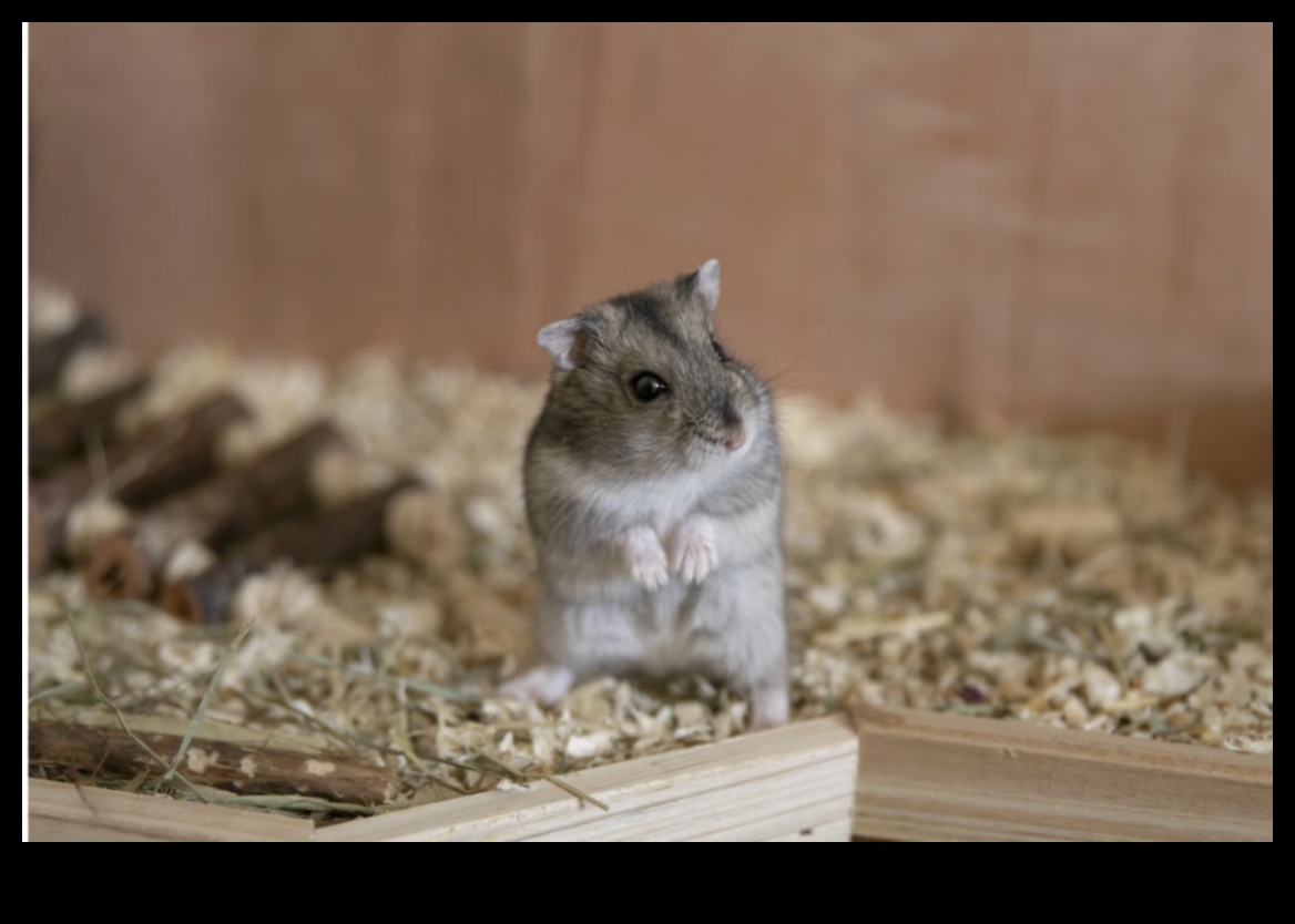 Hamster Sosyalleşme İpuçları: Olumlu Etkileşimleri Teşvik Etmek